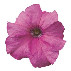 Bild von Petunia P9 Pink